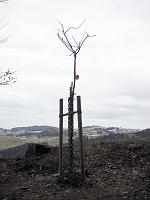  20.März 2010 - wann wird Samuels Ginkgo wohl die ersten Blätter zeigen?